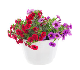 Bouquet of beautiful Calibrachoa.