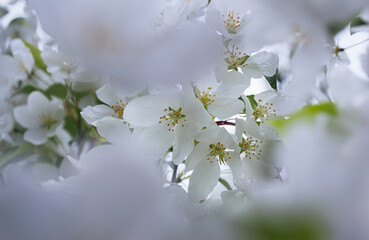 Close-up of white blossoms in spring