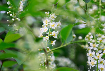 Cute little white flowers on green foliage