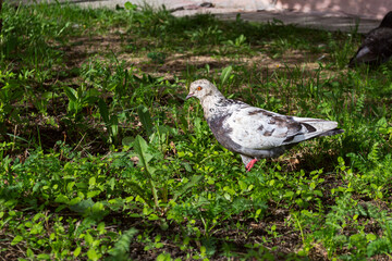 Pigeon walking on luscious green grass