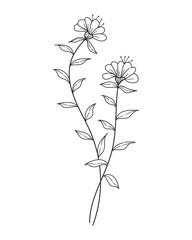 Hand drawn line art blooming flowers. Design for invitations, tattoos and backgrounds, botanical vector illustrations