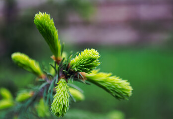 Young fresh green shoots of spruce on branch