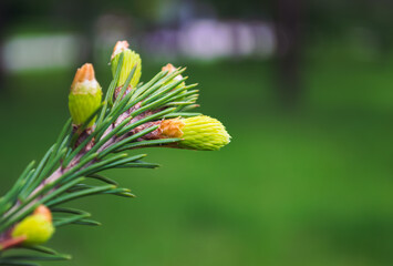 Young fresh green shoots of spruce on branch