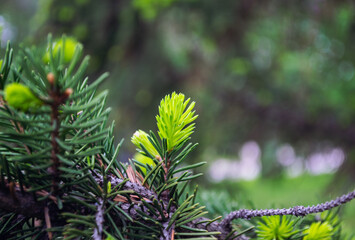 Young fresh green shoots of spruce on branch