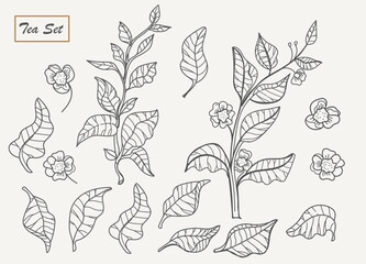 Vector nature set. Art line design of tea tree, bush.Vector illustration