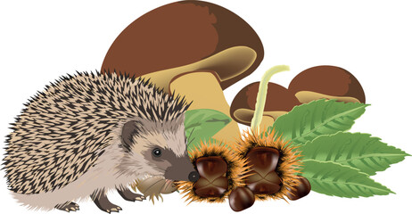 Hedgehog eating chestnut near mushrooms and leaves © frrlbt