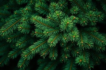 Dense green fir tree branches with sharp needles in natural close-up.