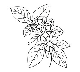 Hand-Drawn Line Art Jasmine Flowers with Leaves and Branches - Vector Illustration