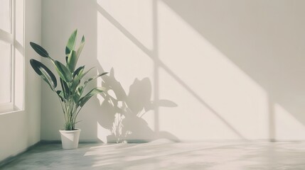A potted plant sits in front of a window, casting a shadow on the wall