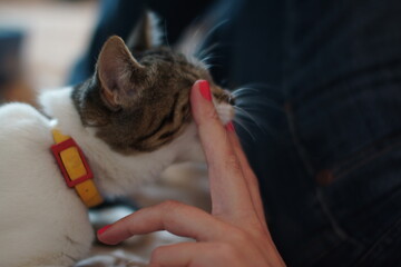 cat, animal, kitten, pet, feline, cute, domestic, fur, 