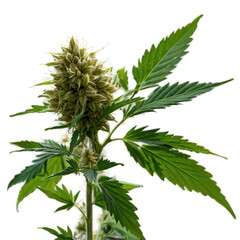 Delicious_hemp_flowering