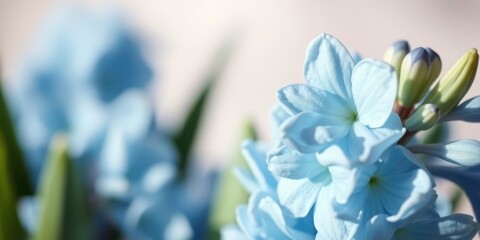 A delicate cluster of pale blue flowers, showcasing their soft petals and delicate texture, creating a sense of tranquility and serenity.