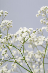 Background with tiny white flowers (gypsophila paniculata), blurred, selective focus.