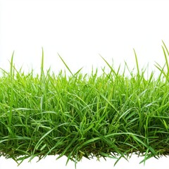 Obraz premium A lush green grass field set against a transparent or white background, ideal for showcasing products.