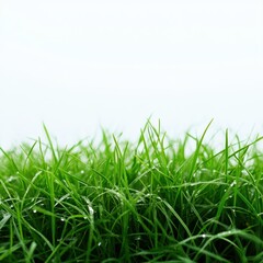Fototapeta premium A lush green grass field set against a transparent or white background, ideal for showcasing products.