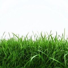 Obraz premium A lush green grass field set against a transparent or white background, ideal for showcasing products.