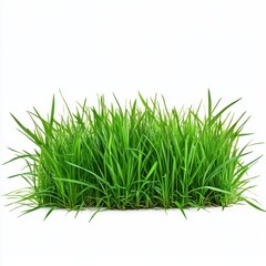 A lush green grass field set against a transparent or white background, ideal for showcasing products.