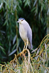 Nachtreiher adult