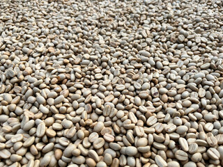 raw coffee beans spread out for drying under natural sunlight. This image highlights the initial stage of coffee processing, showcasing the organic texture and natural color of unroasted beans