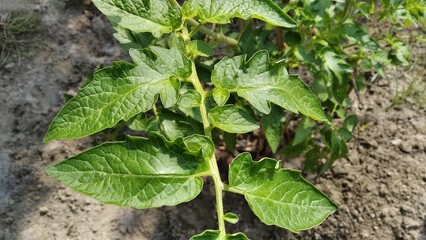 Solanum lycopersicum tomato plants leaves