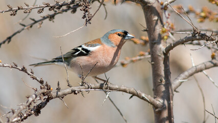 red backed shrike
