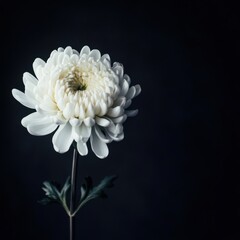 A mourning background featuring a beautiful white chrysanthemum flower against a dark backdrop, with ample space for text.