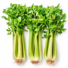 Three fresh celery stalks with roots, isolated on a white background, creating a healthy and vibrant image