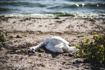 Dead swan on the river bank. Ecological disaster. Suffering of animals and birds.