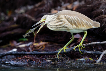 Rallenreiher beim Fischen
