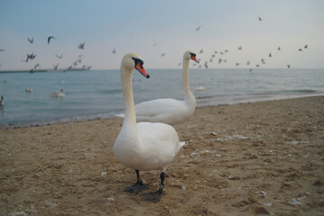 Swan couple, two swans on the seashore beach before sunset in winter in Sopot, Poland. Background wallpaper high quality picture