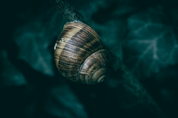 A close up of a snail shell on a tree