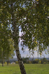 tree, nature, spring, trees, grass, park, landscape, 