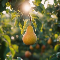 A ripe pear hanging from a tree in a sunlit harvest garden, showcasing the abundance and freshness of a sunny day.