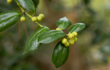 green holly berries