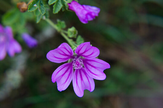Blue flower