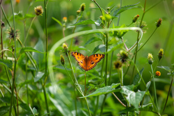 Butterfly on a red flower in the garden with green background