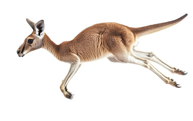 Beautiful kangaroo running and on transparent or white background,png