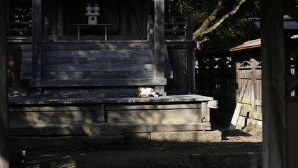 日向ぼっこしている猫