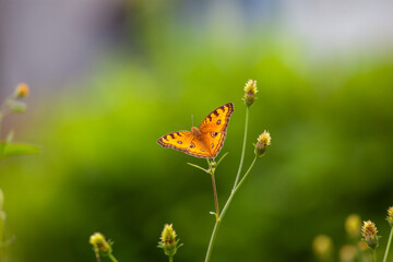 Butterfly on a red flower in the garden with green background