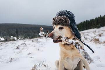 Funny portrait of dog with cap in snowy rural landscape. Cute labrador retriever holding stick in...