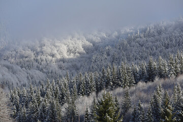 Aerial scenic mountain view of the winter landscape forest covered with snow and ice after a night with temperatures below zero degrees. Snowfall and powerful blizzard.Nature photography.