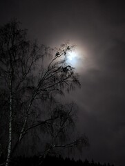 Naklejka premium moon and tree