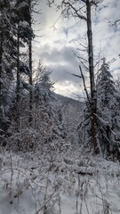 winter landscape with snow