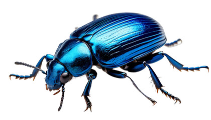 Stunning Closeup of a Vibrant Blue Jewel Scarab Beetle Iridescent Shell Macro Photography
