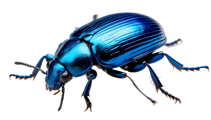 Stunning Closeup of a Vibrant Blue Jewel Scarab Beetle Iridescent Shell Macro Photography