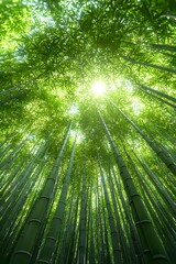 A breathtaking view of a lush green bamboo forest, with sunlight filtering through the towering stalks, creating a serene and tranquil atmosphere. © JOE'S SAFARI