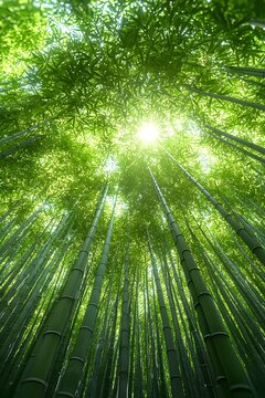 A breathtaking view of a lush green bamboo forest, with sunlight filtering through the towering stalks, creating a serene and tranquil atmosphere.