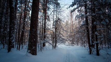 Fototapeta premium Sunny morning in a winter snowy forest. Frosty morning. Frost falls from the trees. The ski track is covered with snow.