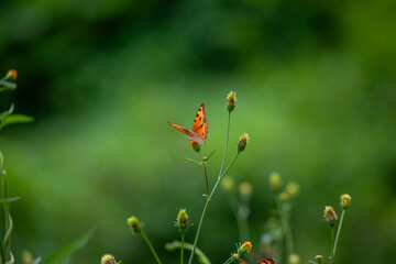 Butterfly on a red flower in the garden with green background