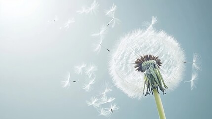 Dandelion with seeds blowing away in the wind across a clear blue sky with copy space
